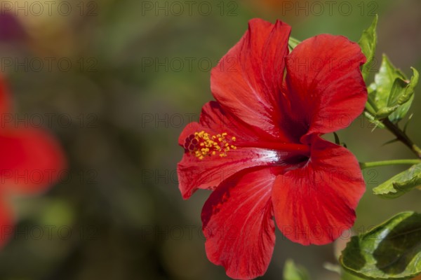 Red hibiscuses (Hibiscus), Egypt