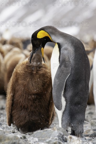 King Penguin (Aptenodytes patagonicus) perched on a rocky beach on South Georgia Island