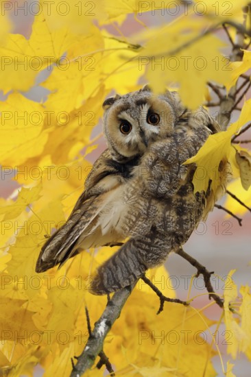 Long-eared Owl (Asio otus) perched on a branch, North Rhine-Westphalia, Germany