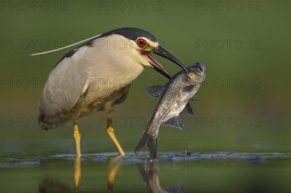 Black-crowned night heron (Nycticorax nycticorax), adult heron with prey, large fish, Kiskunság National Park, Hungary