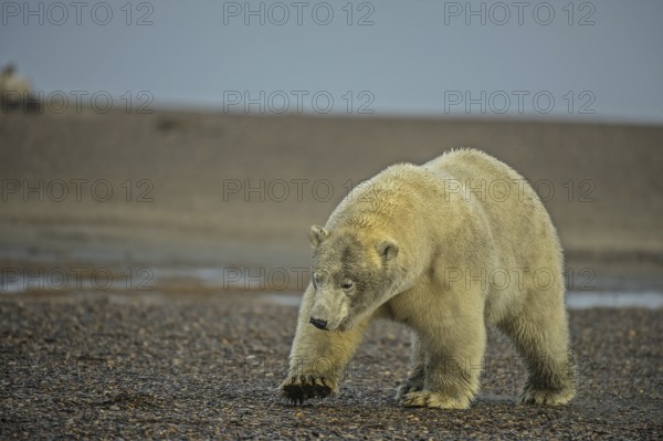 Polar bear (Ursus maritimus), gravel island, Kaktovik, Barter Iceland, Beaufort Sea, Alaska, USA