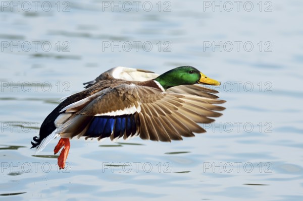 Mallard (Anas platyrhynchos) male in flight, Zugerseee, Switzerland
