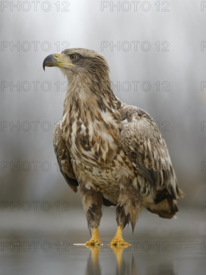 White-tailed eagle (Haliaeetus albicilla) standing in shallow water of fish pond, Kiskunság National Park, Hungary
