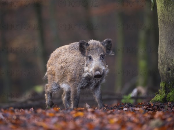 Wild Boar (Sus scrofa), Daun, Rhineland-Palatinate, Germany