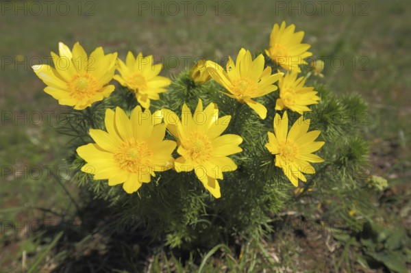 Pheasant's eye (Adonis vernalis), Spring Adonis rose, Adonis rose, Ständelberg, Rammersberg, Mäusberg, Karlstadter Trockengebiete, Wiesenfeld, Karlstadt, Main, Lower Franconia, Franconia, Bavaria, Germany