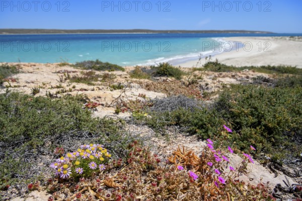 Landscape on Dirk Hartog Island, Dirk Hartog Island National Park, named after the Dutch navigator of the same name, Shire of Shark Bay, State of Western Australia, Australia