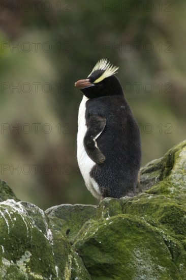 Erect-crested Penguin (Eudyptes sclateri), Antipodes Island, New Zealand