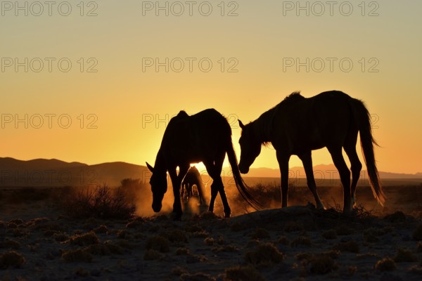 Namib desert horses (Equus ferus) at sunset, backlight, near watering hole at Garub, Aus, Karas Region, Namibia