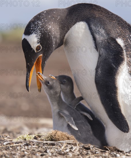Gentoo Penguin (Pygoscelis papua) feeding chicks, Falkland Islands