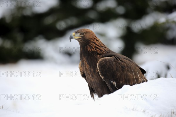 Golden eagle (Aquila chrysaetos), adult in snow, on ground, in winter, snow, Zdarske Vrchy, Bohemian-Moravian Highlands, Czech Republic