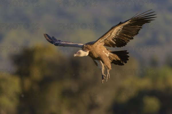 Griffon vulture (Gyps fulvus), juvenile, in flight, Extremadura, Spain