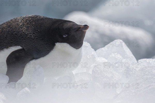 Adelie Penguin (Pygoscelis adeliae) on ice, Antarctica