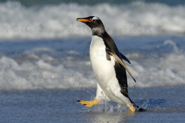 Running on the beach. Penguin in the ocean water. Gentoo penguin jumps out of the blue water while swimming through the ocean in Falkland Island. Wildlife scene from nature