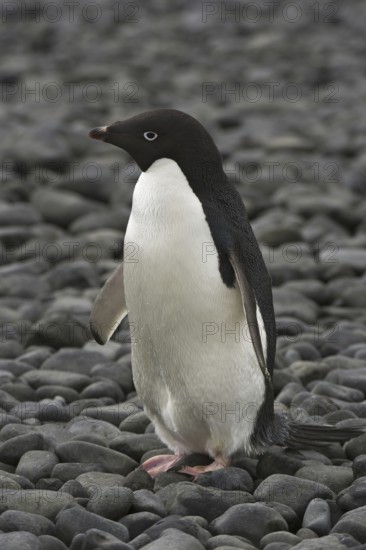 Adelie Penguin (Pygoscelis adeliae), Antarctica