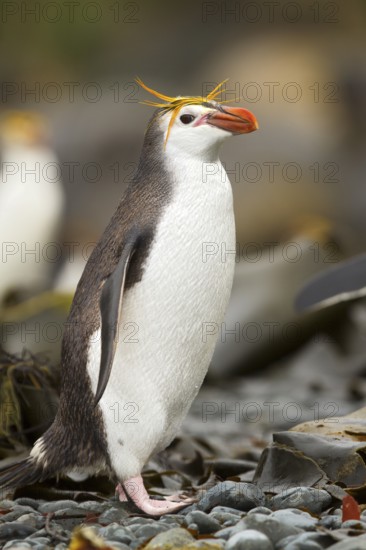 Royal Penguin (Eudyptes schlegeli), Macquarie Island, Australia
