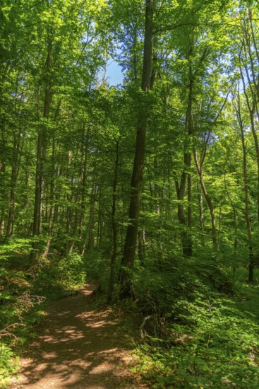 Hiking trail in the UNESCO World Heritage Site and Hainich National Park, Bad Langensalza, Thuringia, Germany