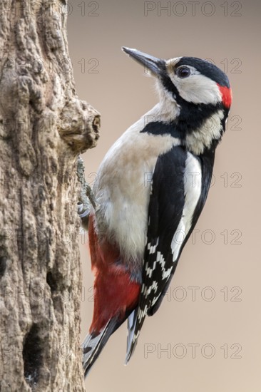 Great Spotted Woodpecker (Dendrocopos major) male climbing tree, Bialowieca National Park, Poland