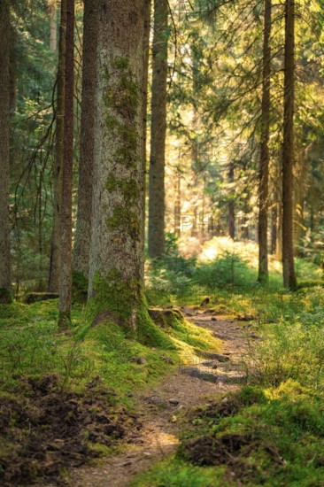 A forest path under trees, illuminated by warm sunlight, Calw, Black Forest, Germany