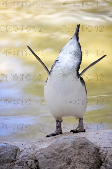 Little Penguin (Eudyptula minor), adult, on land, calling, spreading wings, Kangaroo Island, South Australia, Australia