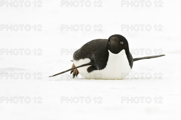 Adelie Penguin (Pygoscelis adeliae), Antarctica