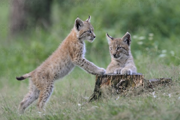 Eurasian Lynx (Lynx lynx) two playful cubs, North Rhine-Westphalia, Germany