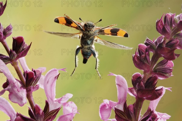 Bee beetle (Trichodes apiarius) beetle, sage (Salvia sp.), Saxony-Anhalt, Germany