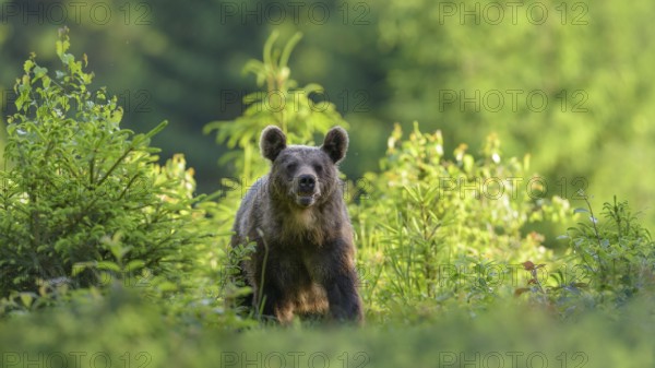Brown bear (Ursus arctos), running through a young spruce culture, Malá Fatra, Little Fatra, Slovakia