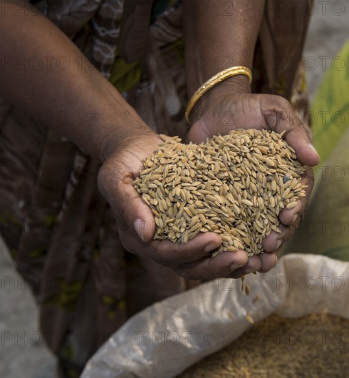 Woman holding Pokkali rice in her hands, backwaters, Ernakulam District, Kerala, India