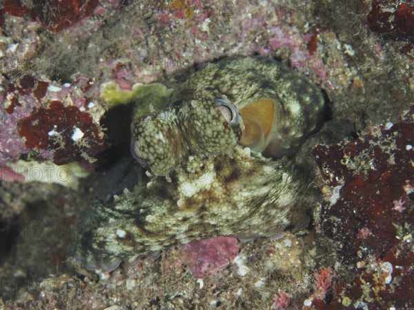 Octopus, Common Octopus (Octopus vulgaris) juvenile, camouflaging itself in colourful underwater rocks in the Mediterranean near Hyères. Dive site Les Grottes, Giens peninsula, Provence Alpes Côte d'Azur, France