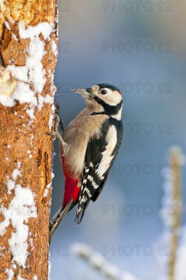 Great Spotted Woodpecker (Dendrocopos major) male, Bavaria, Germany