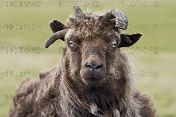 Sheep, Reykjanesskagi, Southern Peninsula or Reykjanes, Iceland