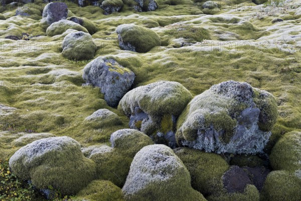 Lava rocks overgrown by Elongate Rock Moss (Racomitrium elongatum), Ytra Hraun, near Kirkjubæjarklaustur, community of Skaftárhreppur, Southern Region, Iceland
