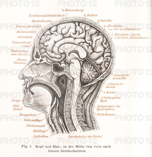 Medicine, anatomy, illustration of a section through the human head with mouth, nose, pharynx, brain (brain) and neck with labelling, trachea, larynx, spinal cord, pharyngeal head, hyoid bone, epiglottis, hard and soft palate, nasal septum, frontal sinus, sphenoidal sinus, cerebral appendage, blood vessels, cerebellum, corpus candicans, vertebral bodies, spinous processes etc., historical illustration in black and white from Meyers encyclopedia 4th edition 1889 and 1890, Germany