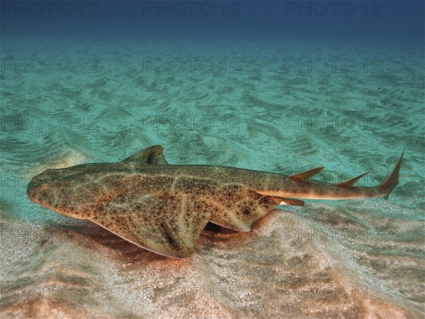 Angelshark (Squatina squatina)