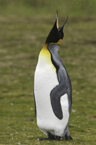 King Penguin (Aptenodytes patagonicus), Falkland Islands