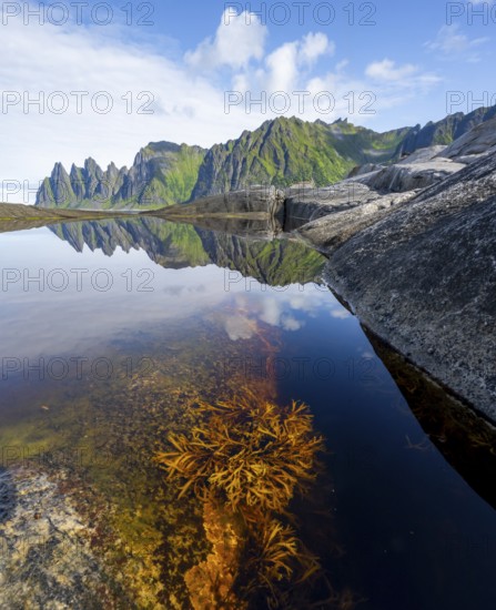 Plants and reflection in the tidal pool, rocky coast of Tungeneset, Devil's Teeth, Okshornan, Ersfjorden, Senja Island, Troms, Norway