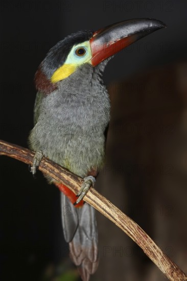 Pepper-eater (Selenidera piperivora, Selenidera culik), female, captive, occurrence in South America