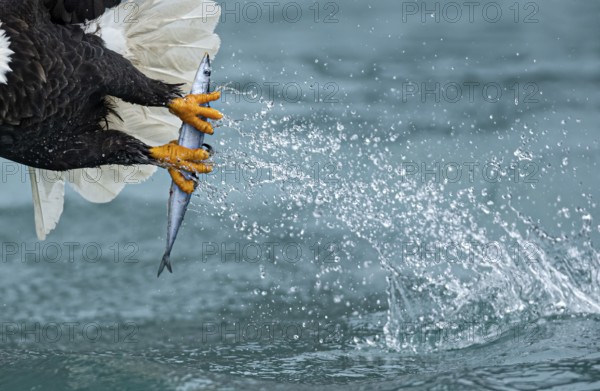 Bald Eagle (Haliaeetus leucocephalus) hunting, Alaska, USA