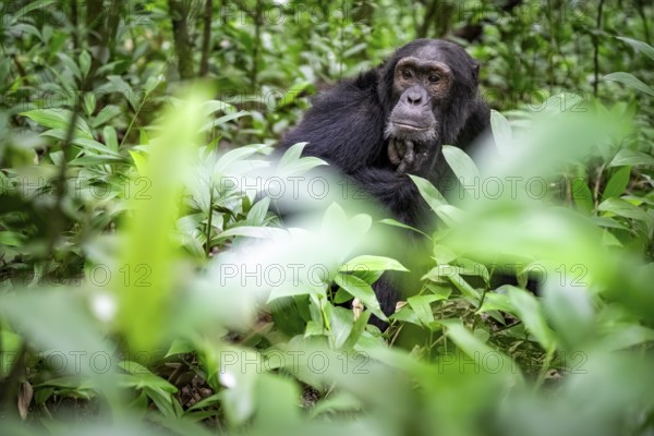 Chimpanzee (Pan Troglodytes), male on the ground, jungle in Kibale National Park, Uganda