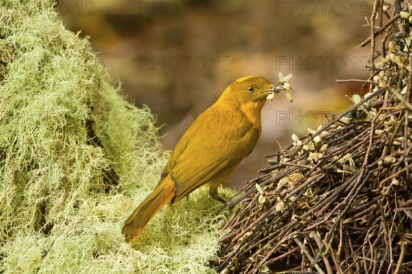 Golden Bowerbird (Prionodura newtoniana) male, Queensland, Australia