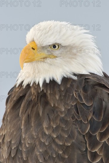 Bald Eagle (Haliaeetus leucocephalus), Alaska, USA