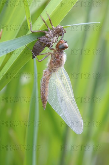 Two-spot (Epitheca bimaculata), imago with exuvium on a reed stalk, after hatching, finished insect, Naturpark Flusslandschaft Peenetal, Mecklenburg-Vorpommern, Germany