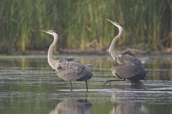 Great Blue Heron (Ardea herodias), Ontario, Canada