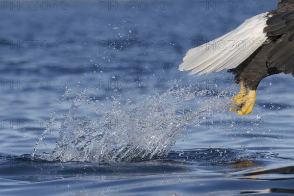 Bald Eagle (Haliaeetus leucocephalus) hunting, Alaska, USA
