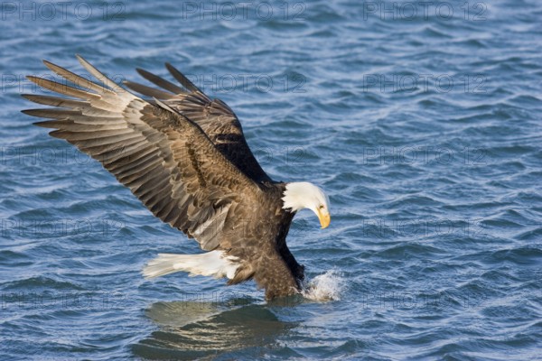 Bald Eagle Haliaeetus leucocephalus Homer, ALASKA, USA February Adult catching fish. Accipitridae