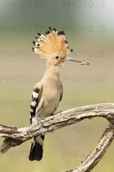 Eurasian Hoopoe (Upupa epops) perched on a branch with incect in its beak, Serbia
