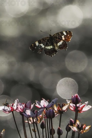 A map butterfly (Araschnia levana) flies over blooming flowers, surrounded by blurred light reflections and a soft bokeh, Hesse, Germany