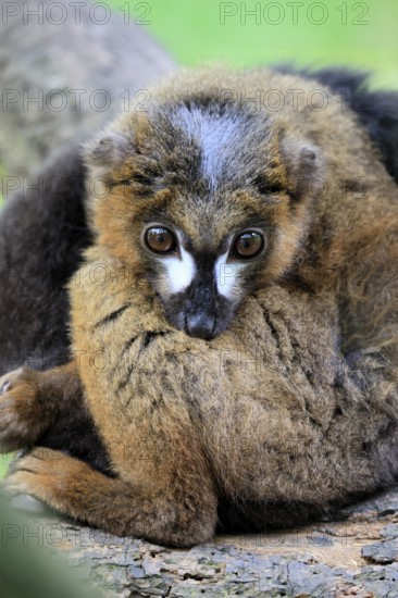Red-bellied lemur (Eulemur rubriventer), adult, male, on tree trunk, alert, Madagascar