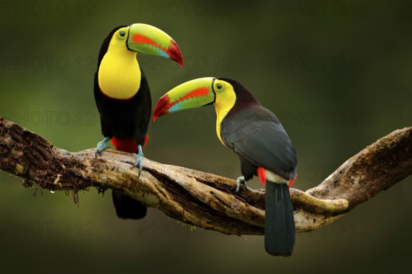 Toucan sitting on the branch in the forest, green vegetation, Costa Rica. Nature travel in central America. Two Keel-billed Toucan, Ramphastos sulfuratus, pair of bird with big bill. Wildlife