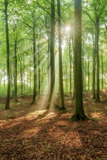 The sun shines through a near-natural beech forest (Fagus sp.) with morning mist, Stubnitz forest area, Jasmund National Park, Rügen Island, Mecklenburg-Western Pomerania, Germany